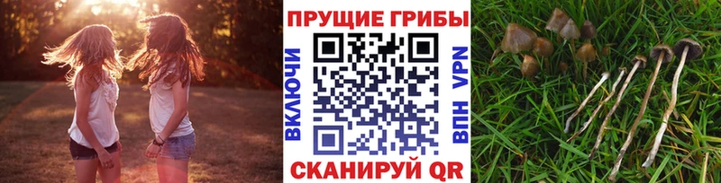 MEGA как войти  Светлогорск  Галлюциногенные грибы Psilocybine cubensis 